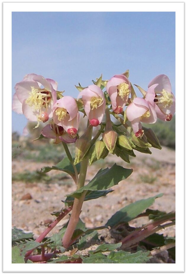 Sustainable Seeds: Updates from the Newberry Springs Garden Club